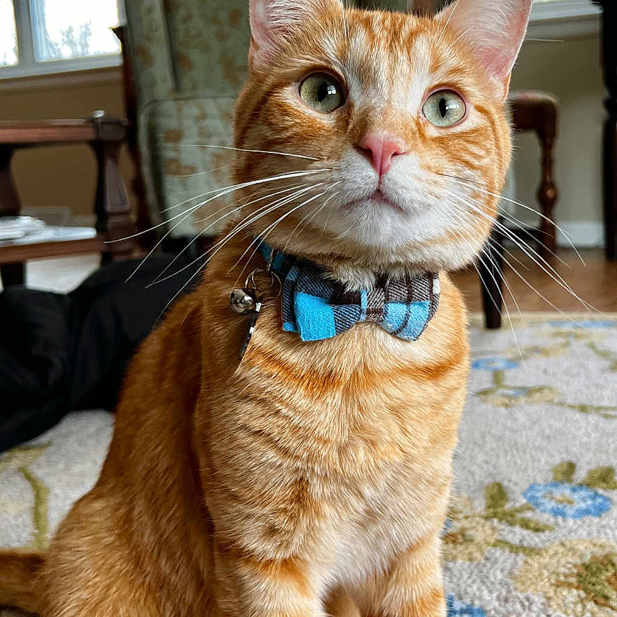 Milo joined the competition — help win amazing prizes! abyssinian, accessories, animal, architecture, building, cat, collar, couch, furniture, hardwood, homedecor, indoors, interiordesign, kitten, livingroom, manx, pet, room, strap, wood