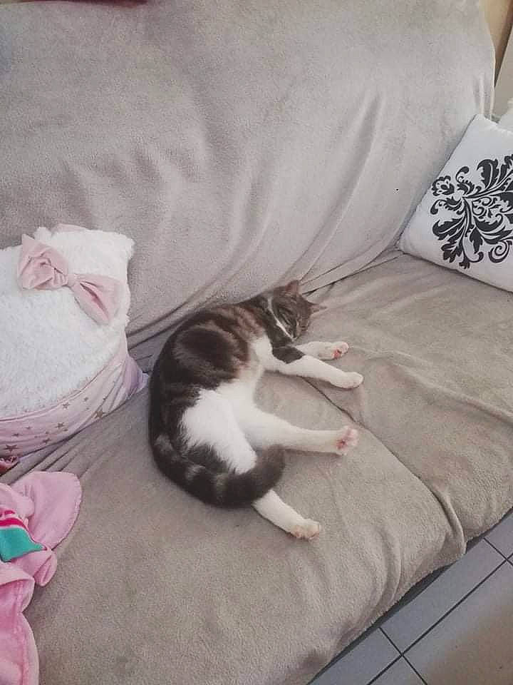 Doudou a rejoint le concours — aidez-le/la à gagner de superbes lots ! bedding, carnivore, cat, comfort, companion_dog, couch, dog_breed, domestic_short_haired_cat, felidae, flooring, fur, grey, hardwood, linens, nap, paw, room, small_to_medium_sized_cats, tail, whiskers