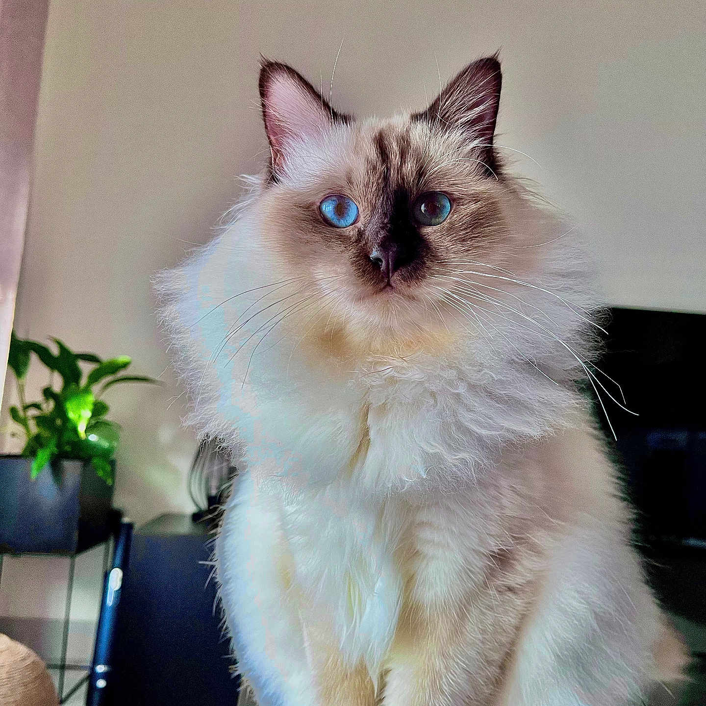 Sully a rejoint le concours — aidez-le/la à gagner de superbes lots ! angora, animal, cat, cookware, flower, flowerarrangement, hardwood, ikebana, jar, kitten, manx, pet, plant, planter, pot, pottedplant, pottery, siamese, vase, wood