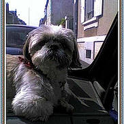 Canaille participe au concours pour gagner de l'argent avec cette photo :