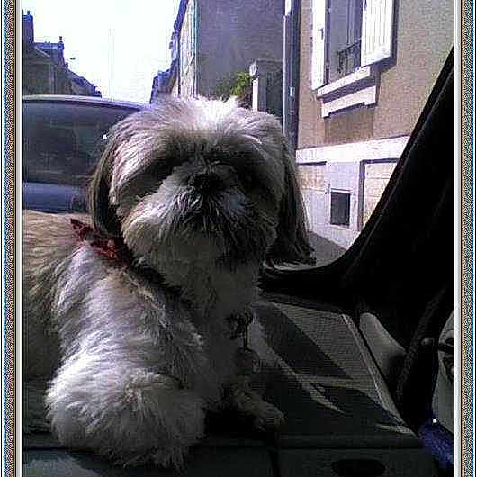 Canaille participe au concours pour gagner de l'argent avec cette photo :