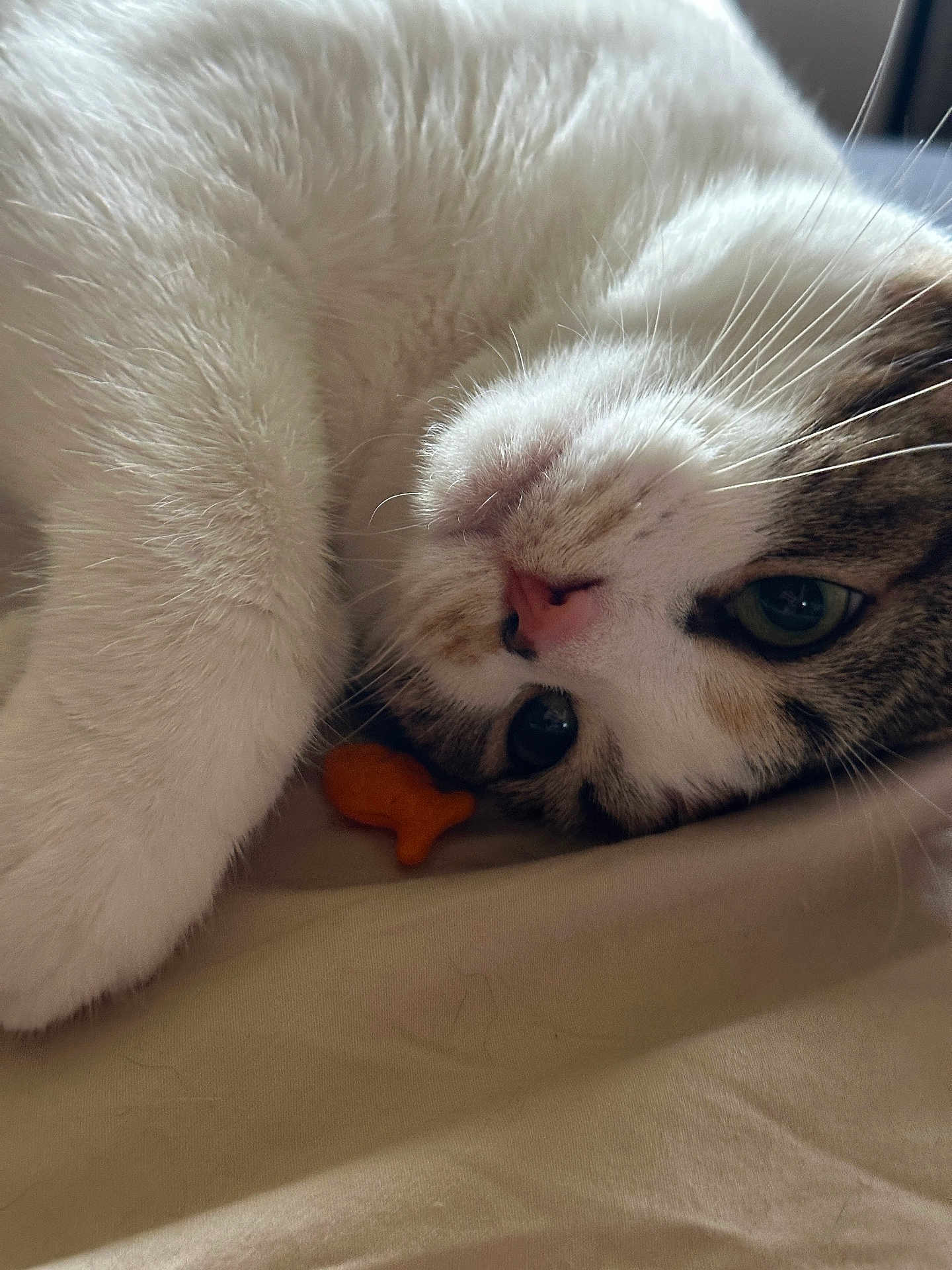Twix joined the competition — help win amazing prizes! cat, close_up, pet, animal, white_fur, tabby, whiskers, relaxed, toy, fish_shaped_toy, indoor, bed, soft, cute, sleepy, fur_texture, pink_nose, green_eyes, lying_down, domestic_cat