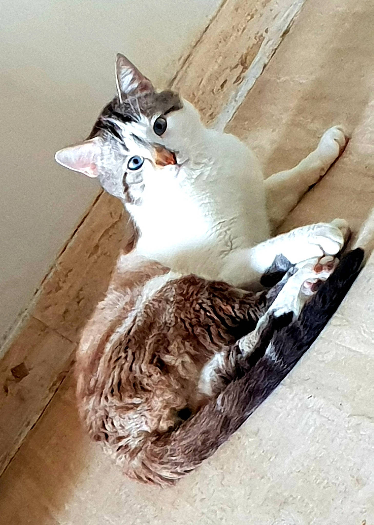 Dolcegabana a rejoint le concours — aidez-le/la à gagner de superbes lots ! aegean_cat, american_wirehair, asian, carnivore, cat, domestic_short_haired_cat, european_shorthair, felidae, fur, kitten, small_to_medium_sized_cats, tabby_cat, tail, whiskers