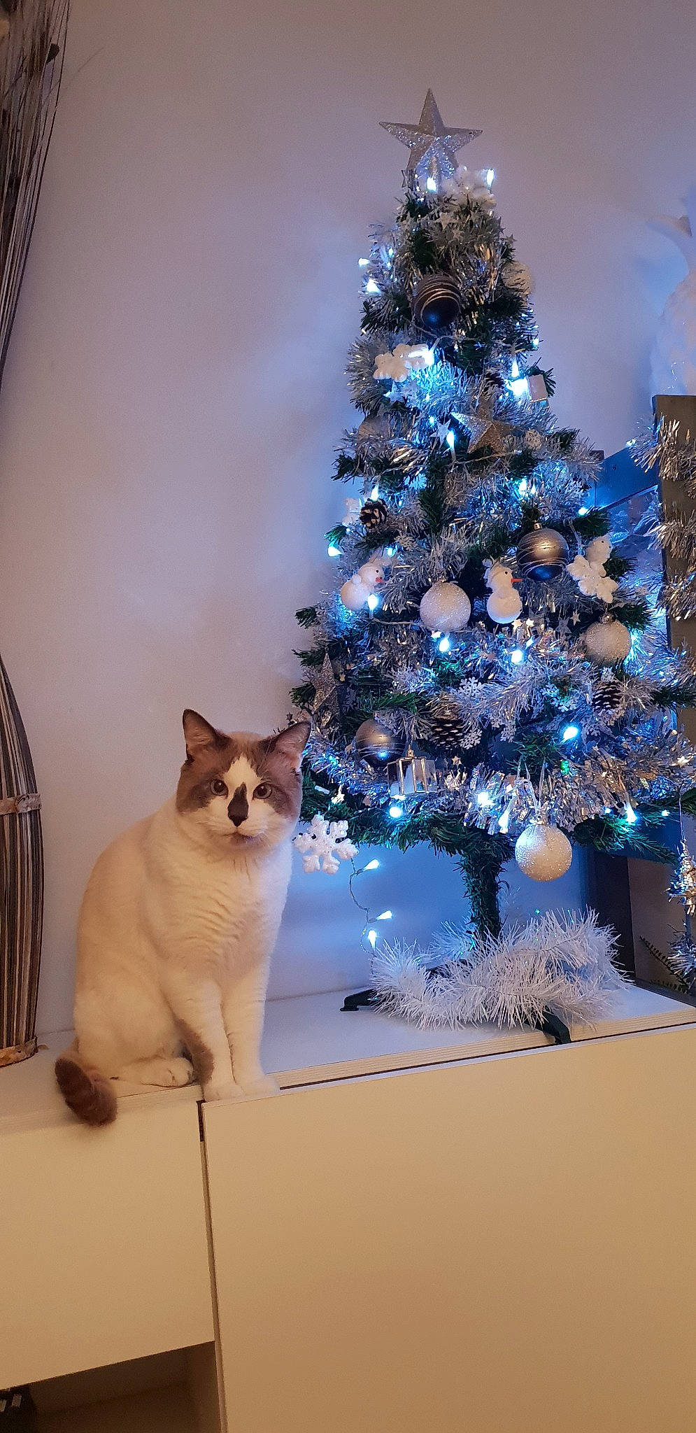 Dolcegabana a rejoint le concours — aidez-le/la à gagner de superbes lots ! branch, carnivore, cat, christmas, christmas_decoration, christmas_eve, christmas_ornament, christmas_tree, conifer, felidae, fir, home, interior_design, plant, ragdoll, small_to_medium_sized_cats, spruce, tree, whiskers, woody_plant