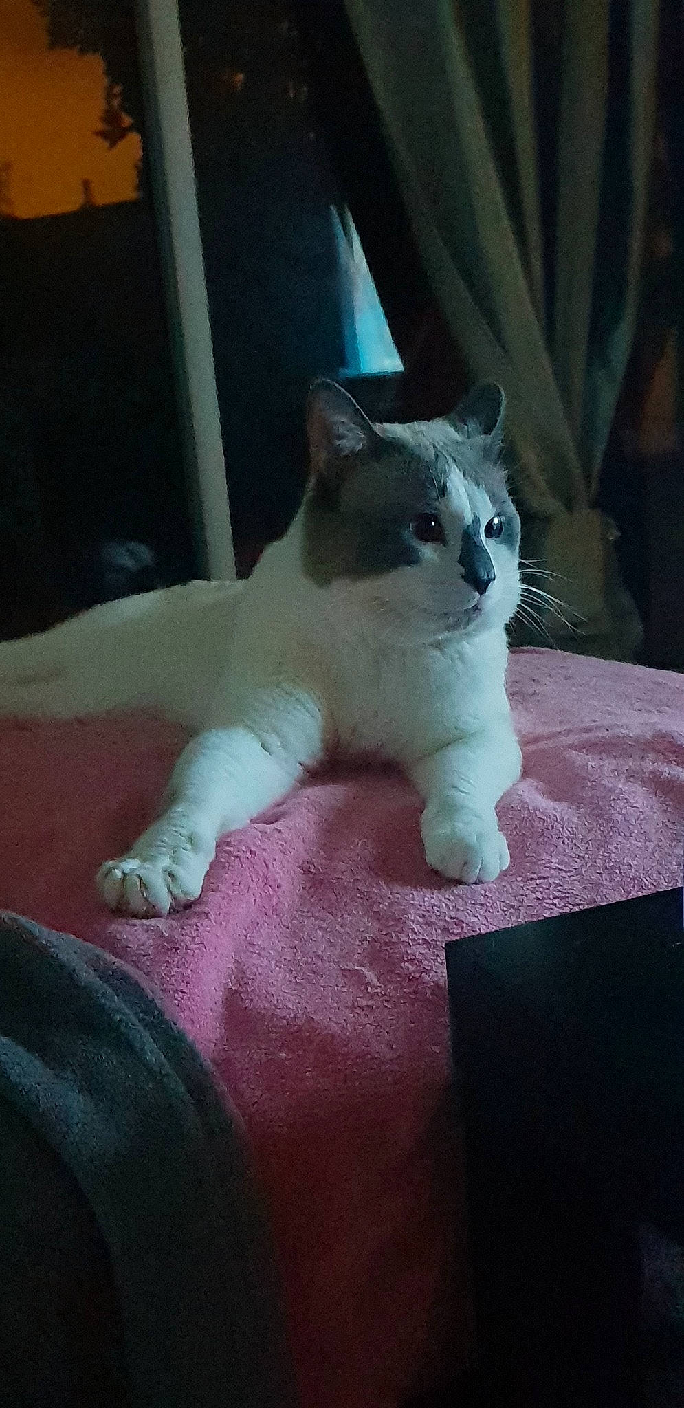 Dolcegabana a rejoint le concours — aidez-le/la à gagner de superbes lots ! asian, carnivore, cat, domestic_short_haired_cat, fawn, felidae, kitten, mammal, ojos_azules, polydactyl_cat, small_to_medium_sized_cats, snowshoe, tail, whiskers