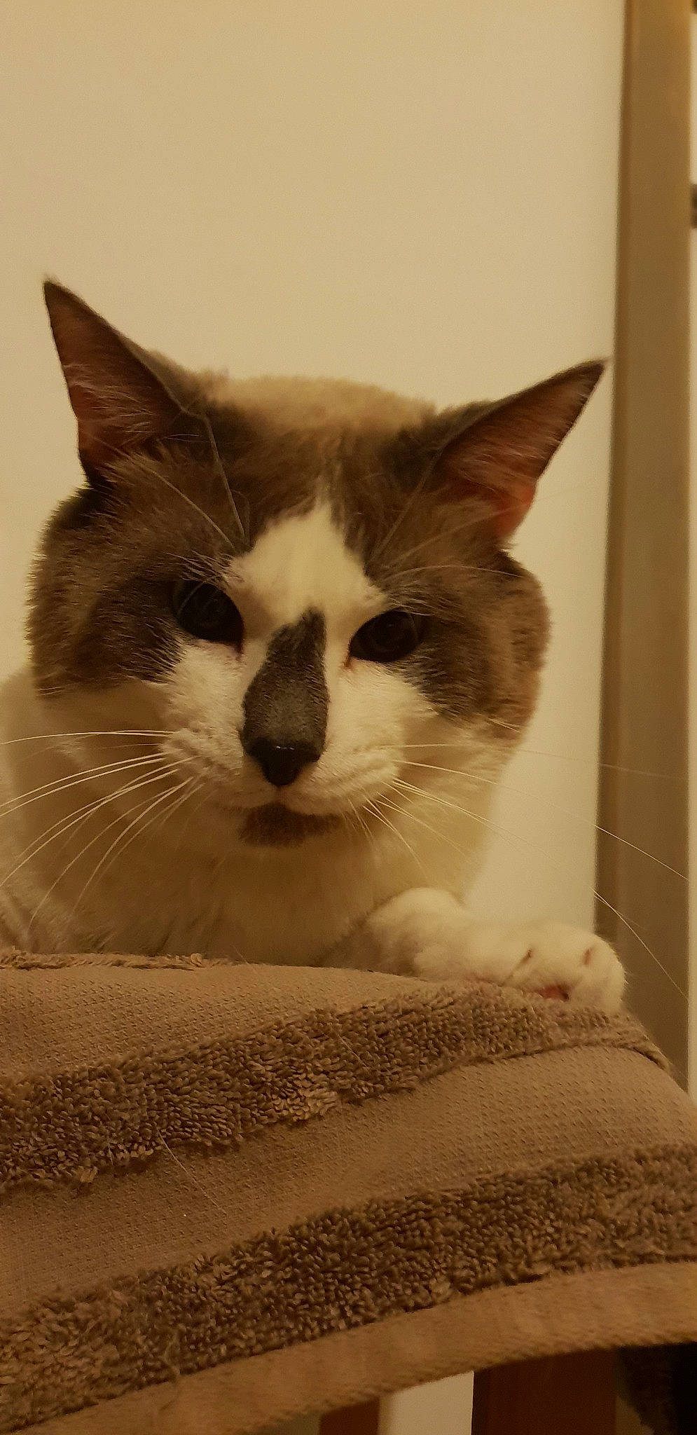 Dolcegabana a rejoint le concours — aidez-le/la à gagner de superbes lots ! aegean_cat, american_wirehair, carnivore, cat, domestic_short_haired_cat, european_shorthair, felidae, kitten, mammal, ojos_azules, polydactyl_cat, ragdoll, small_to_medium_sized_cats, snout, snowshoe, whiskers