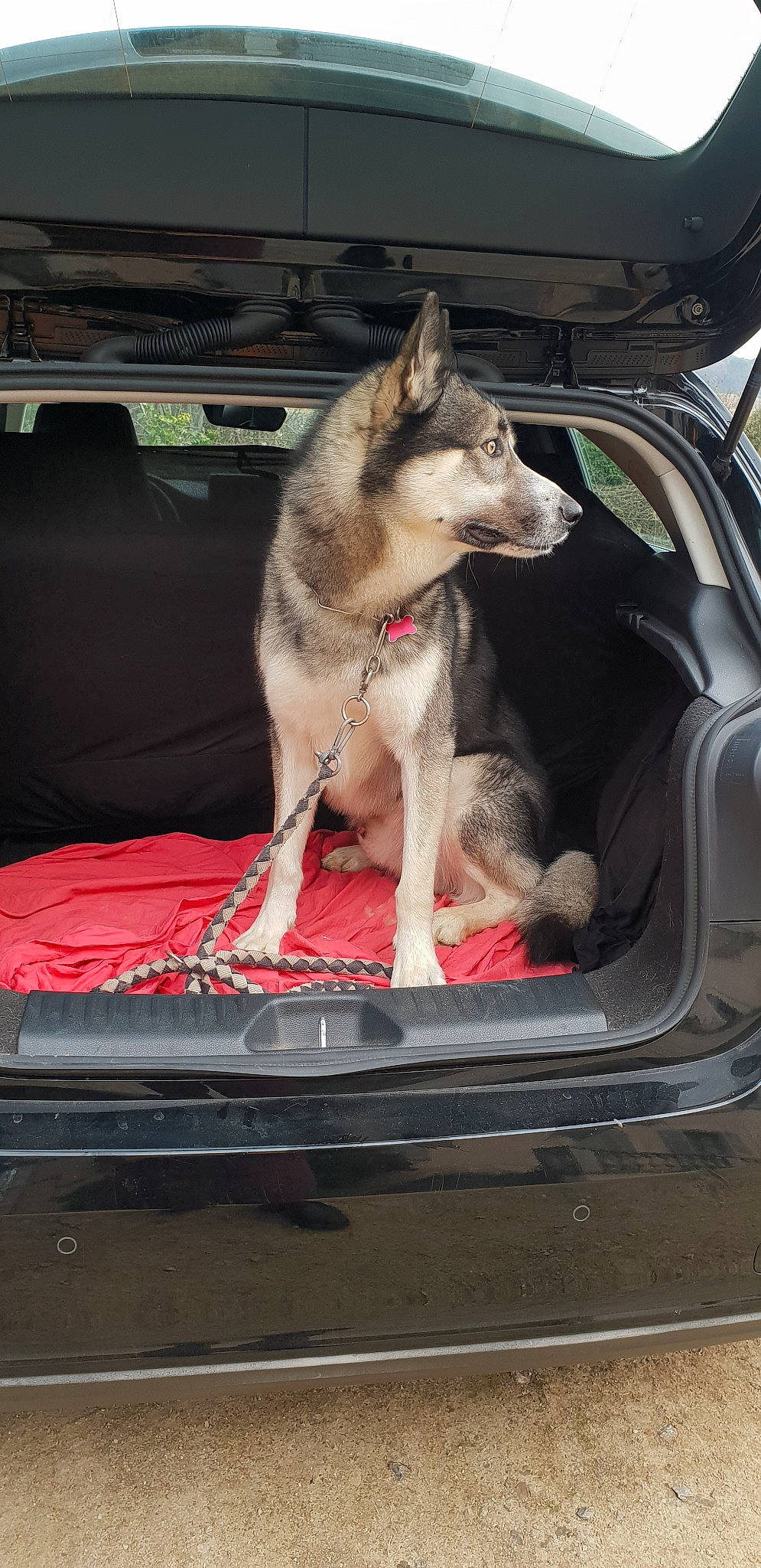 Laos a rejoint le concours — aidez-le/la à gagner de superbes lots ! canidae, canis, car, carnivore, czechoslovakian_wolfdog, dog, dog_breed, kunming_wolfdog, mammal, native_american_indian_dog, northern_inuit_dog, saarloos_wolfdog, seppala_siberian_sleddog, siberian_husky, swedish_vallhund, tamaskan_dog, vehicle, vehicle_door, vertebrate, wolfdog