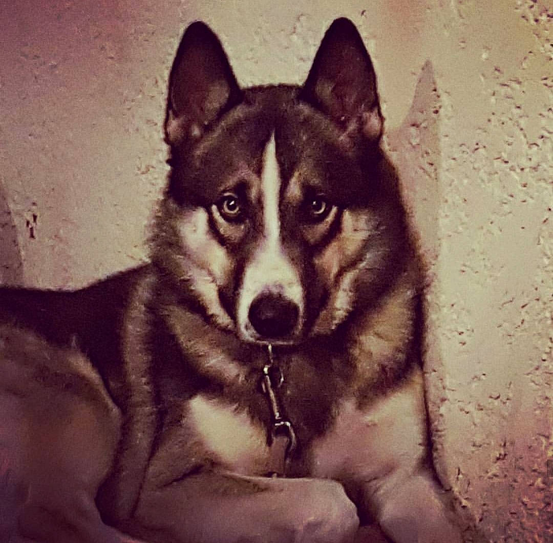 Laos participe au concours pour gagner de l'argent avec cette photo : art, canidae, canis, carnivore, companion_dog, dog, dog_breed, fur, monochrome, monochrome_photography, sled_dog, snout, sporting_group, symmetry, terrestrial_animal, tints_and_shades, visual_arts, whiskers, wildlife, working_dog