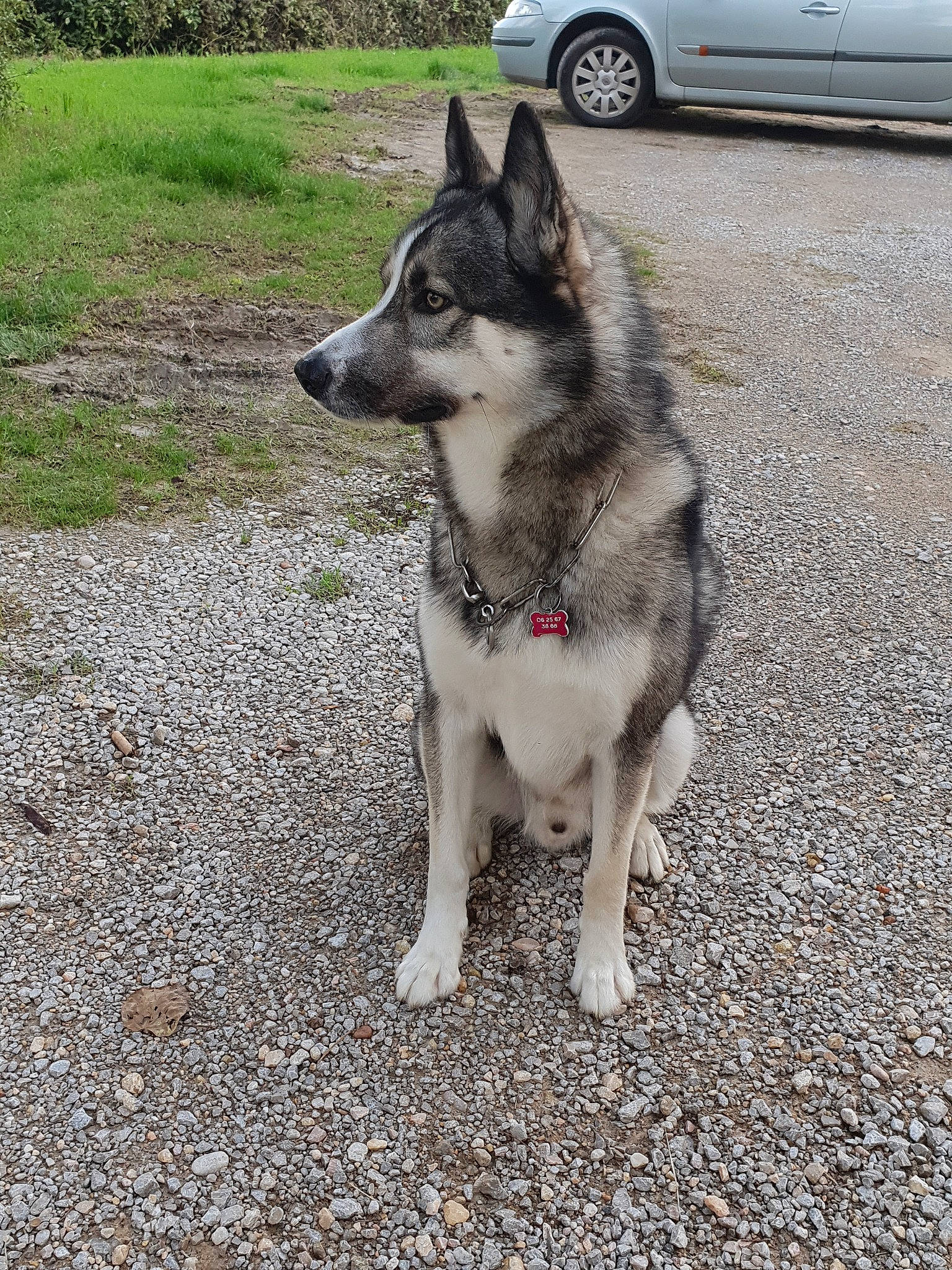 Laos participe au concours pour gagner de l'argent avec cette photo : alaskan_klee_kai, canidae, carnivore, dog, dog_breed, east_siberian_laika, greenland_dog, jamthund, mammal, native_american_indian_dog, northern_inuit_dog, norwegian_elkhound, saarloos_wolfdog, seppala_siberian_sleddog, siberian_husky, sled_dog, tamaskan_dog, utonagan, vertebrate, wolfdog