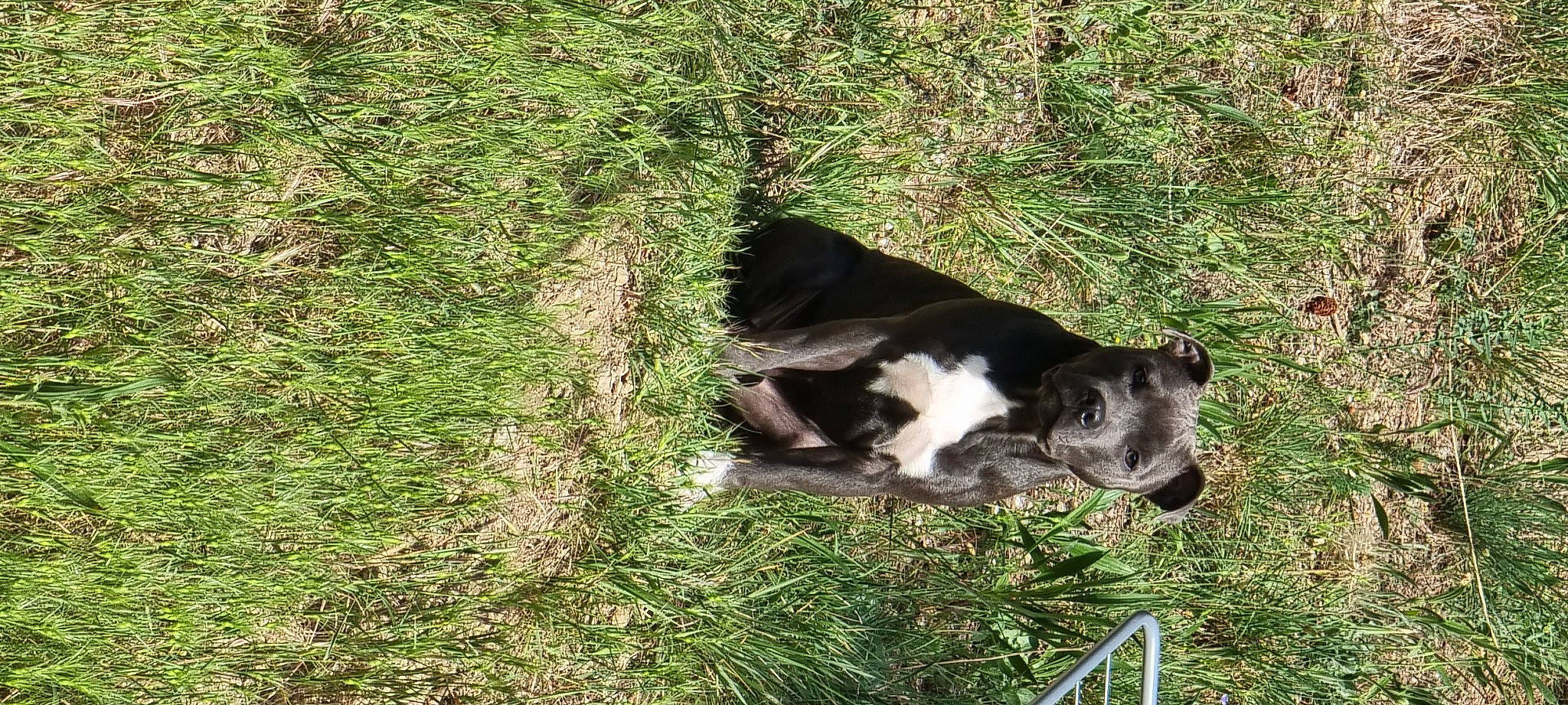 Sayko a rejoint le concours — aidez-le/la à gagner de superbes lots ! bovine, canidae, carnivore, dog_breed, felidae, fur, grass, grassland, grazing, groundcover, natural_landscape, pasture, plant, small_to_medium_sized_cats, snout, soil, sporting_group, tail, terrestrial_animal, working_animal