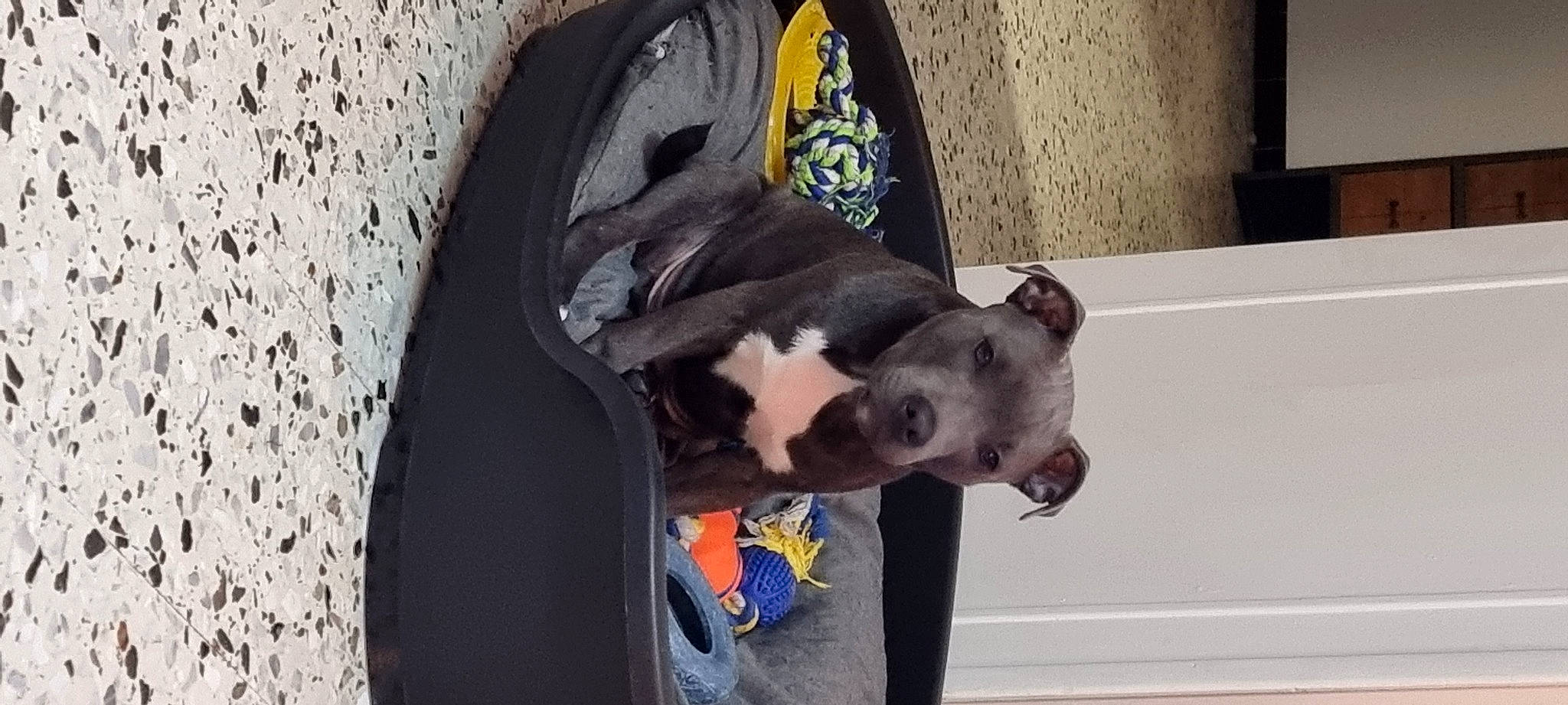 Sayko a rejoint le concours — aidez-le/la à gagner de superbes lots ! art, canidae, carnivore, collar, companion_dog, dog, dog_breed, dog_collar, dog_supply, fawn, fur, grey, guard_dog, pet_supply, sculpture, snout, sporting_group, tail, window, working_animal