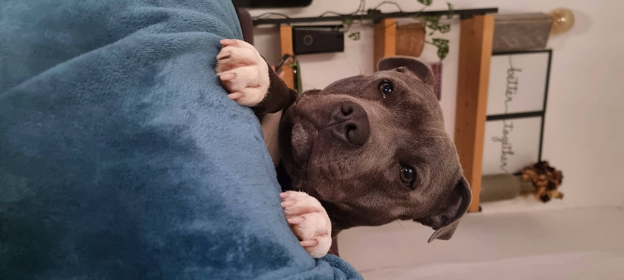 Sayko a rejoint le concours — aidez-le/la à gagner de superbes lots ! canidae, carnivore, companion_dog, denim, dog, dog_breed, fawn, fur, gesture, giant_dog_breed, guard_dog, molosser, non_sporting_group, selfie, snout, sporting_group, whiskers, working_animal, working_dog, wrinkle