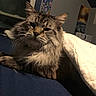 Skitty joined the competition — help win amazing prizes! cat, tabby, fluffy, pet, indoor, blanket, resting, fur, whiskers, bed, cozy, window, wall, decorations, blue, white, relaxed, animal, domestic, feline