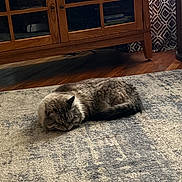 Skitty is registered to the contest to win money with this photo: cat, sleeping, indoor, rug, wooden_cabinet, curtains, floor, furniture, domestic_animal, pet, cozy, resting, fur, striped, tabby, quiet, home, relaxation, animal, living_room