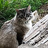 Skitty is registered to the contest to win money with this photo: cat, fluffy, outdoor, wood, greenery, plant, concrete, pet, animal, fur, sitting, nature, curious, collar, closeup, mammal, whiskers, garden, daylight, domestic