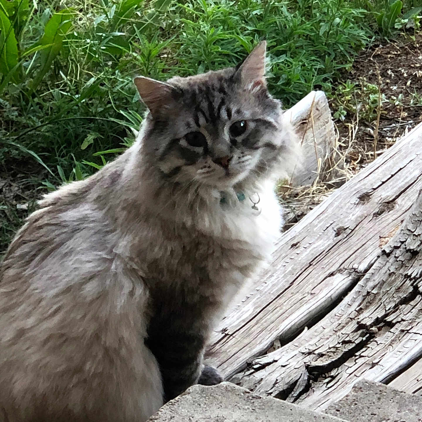 Skitty