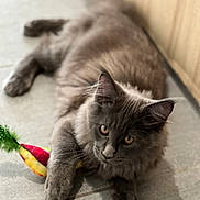 Ana a rejoint le concours — aidez-le/la à gagner de superbes lots ! cat, gray_cat, fluffy, toy, carrot_toy, feather, floor, tile_floor, indoor, pet, animal, cute, playful, resting, paws, ears, whiskers, feline, young_cat, curious
