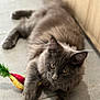 cat, gray_cat, fluffy, toy, carrot_toy, feather, floor, tile_floor, indoor, pet, animal, cute, playful, resting, paws, ears, whiskers, feline, young_cat, curious