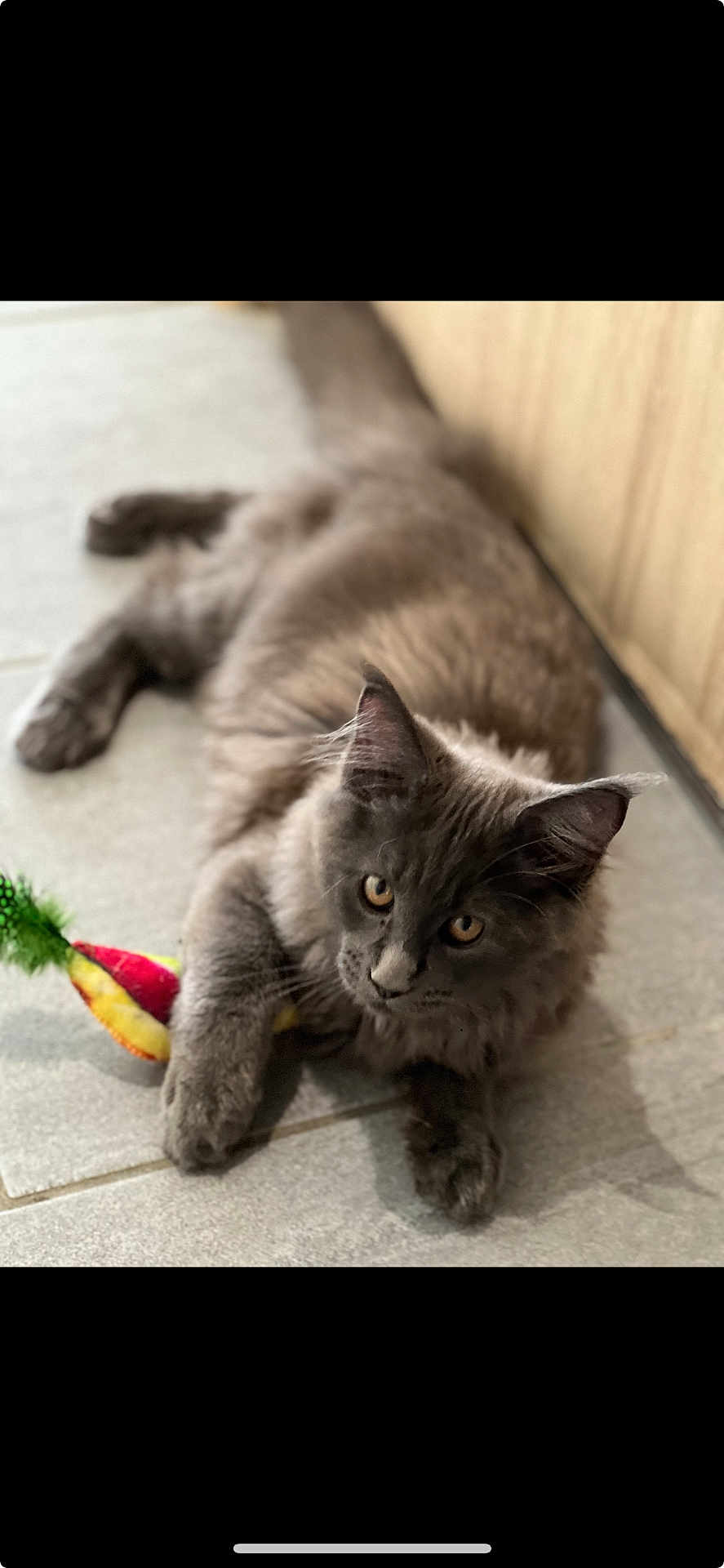 Ana a rejoint le concours — aidez-le/la à gagner de superbes lots ! cat, gray_cat, fluffy, toy, carrot_toy, feather, floor, tile_floor, indoor, pet, animal, cute, playful, resting, paws, ears, whiskers, feline, young_cat, curious
