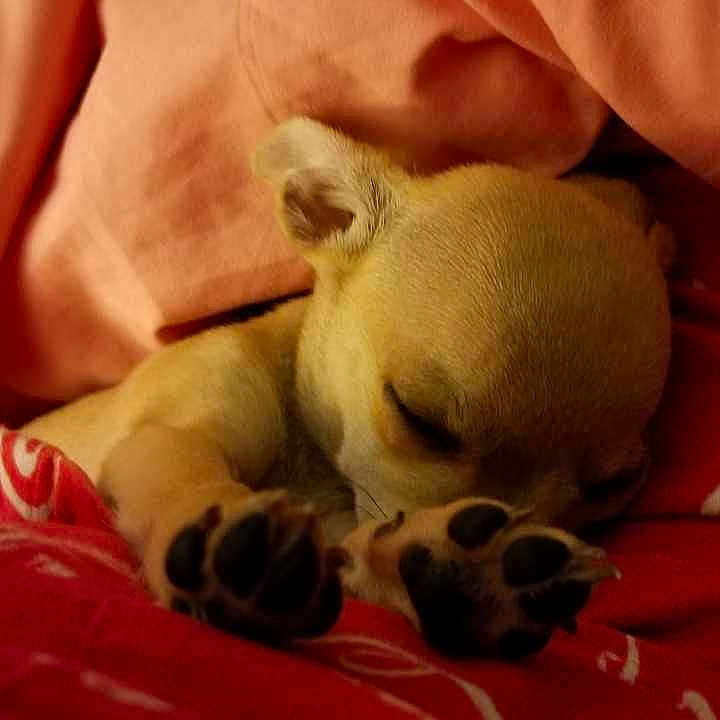 Oliver