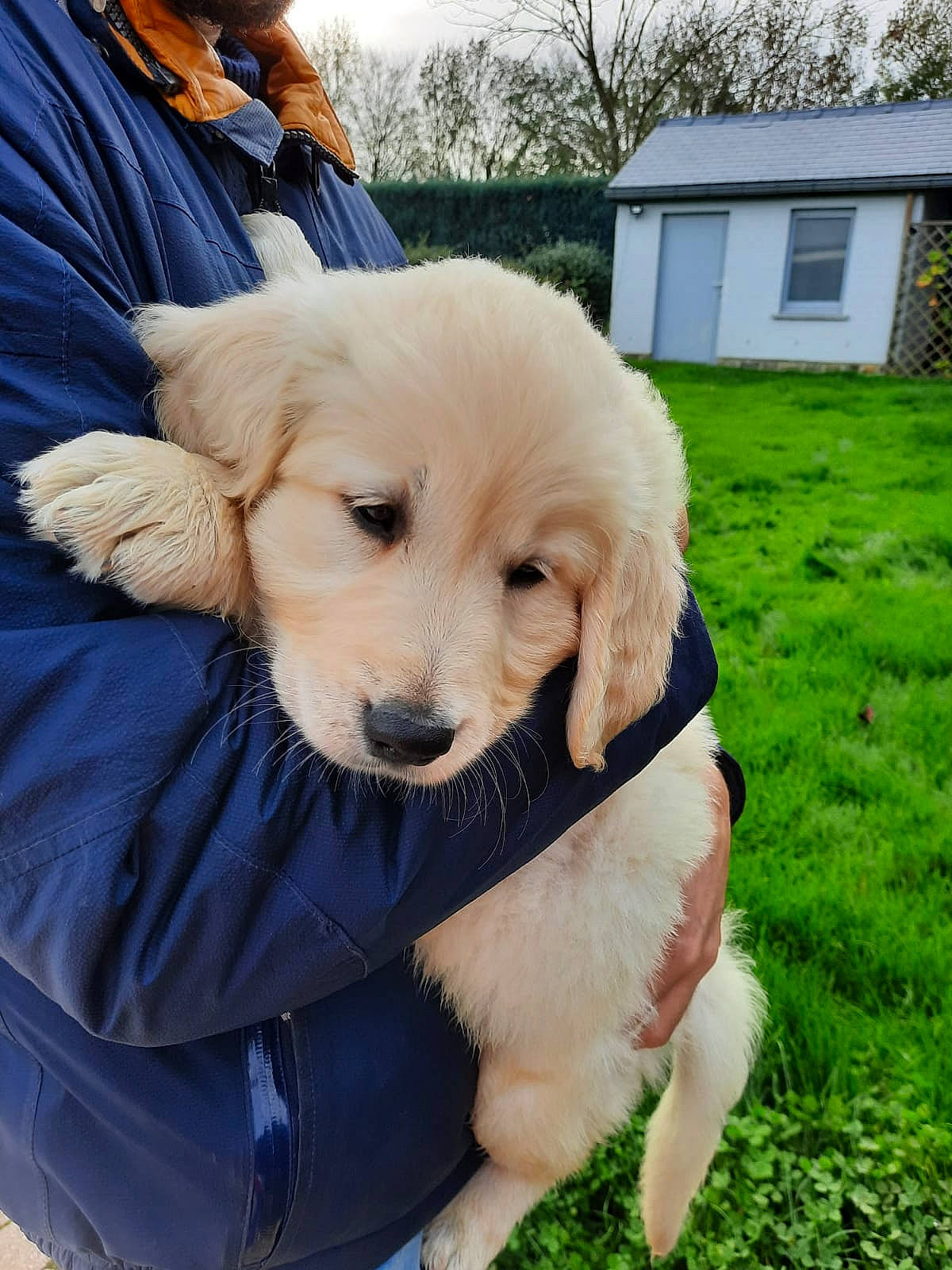 Tango a rejoint le concours — aidez-le/la à gagner de superbes lots ! canidae, carnivore, chair, companion_dog, dog, dog_breed, dog_collar, fawn, fur, grass, hat, leash, plant, sky, snout, sporting_group, tree, walking, window, working_animal