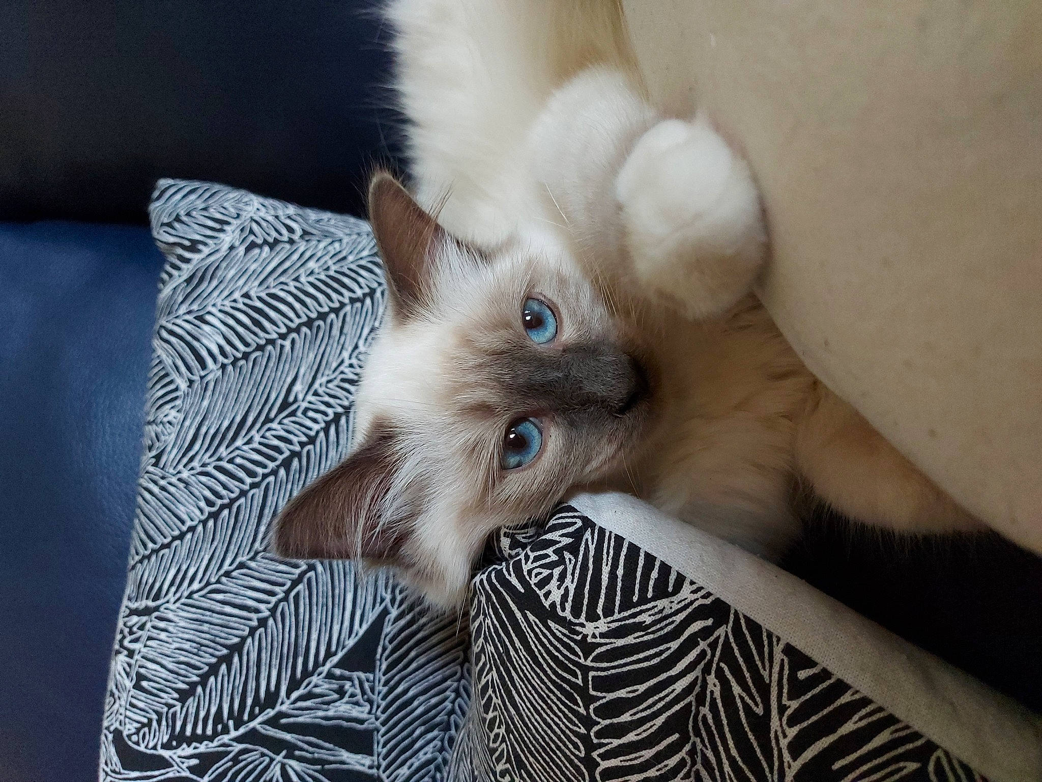 Rufus participe au concours pour gagner de l'argent avec cette photo : asian, balinese, birman, carnivore, cat, claw, colorpoint_shorthair, eye, fawn, felidae, fur, javanese, kitten, mammal, ojos_azules, ragdoll, small_to_medium_sized_cats, thai, tonkinese, whiskers