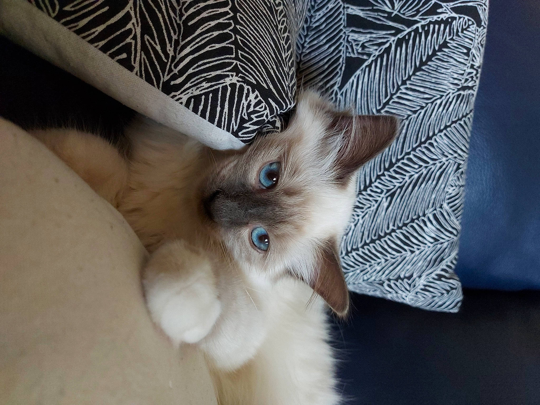 Rufus participe au concours pour gagner de l'argent avec cette photo : balinese, birman, carnivore, cat, domestic_long_haired_cat, ear, fawn, felidae, himalayan, kitten, mammal, ragamuffin, ragdoll, siamese, skin, small_to_medium_sized_cats, thai, tonkinese, vertebrate, whiskers