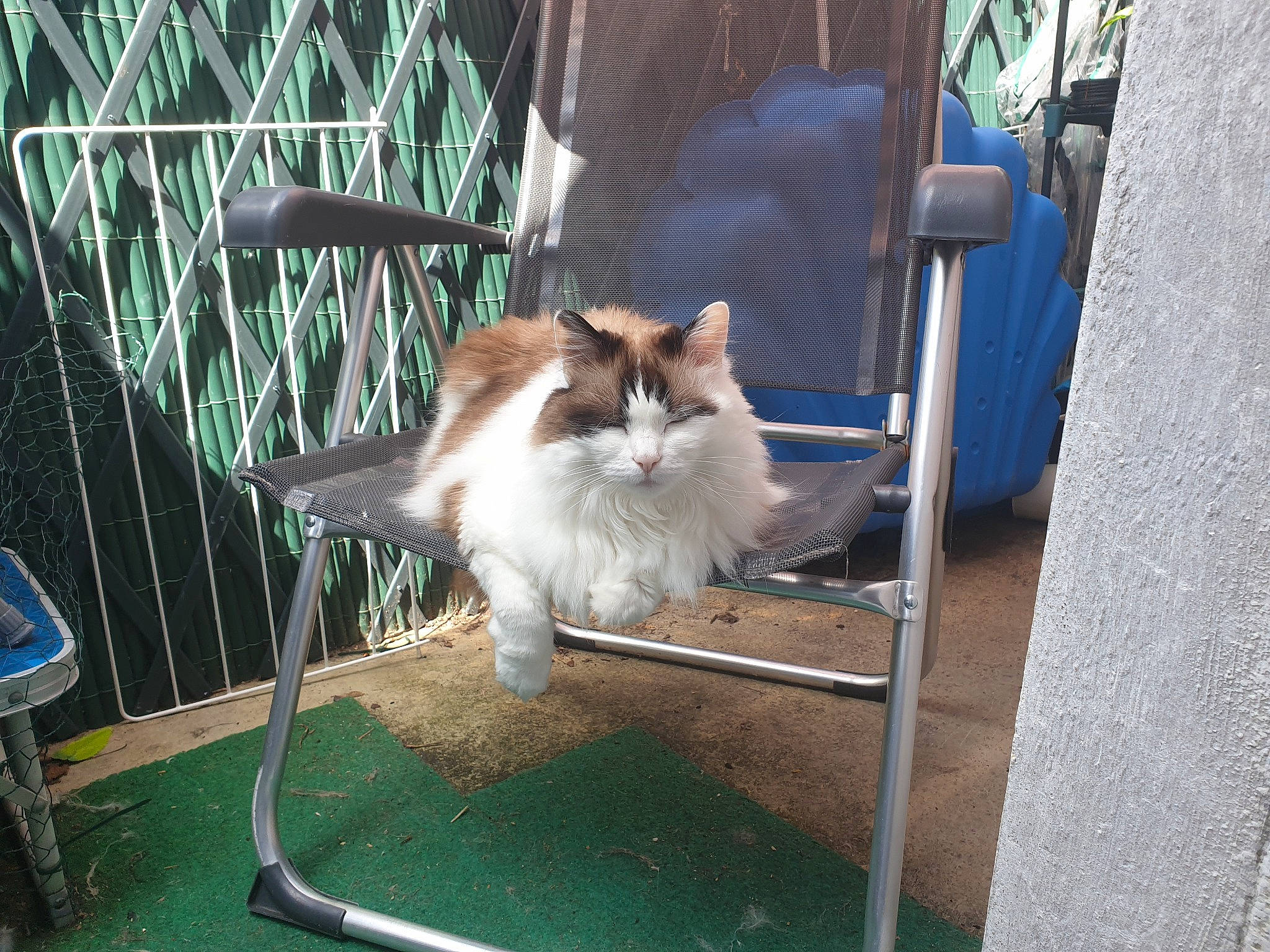 Fiona a rejoint le concours — aidez-le/la à gagner de superbes lots ! carnivore, cat, companion_dog, fawn, felidae, fur, grass, mammal, outdoor_furniture, road_surface, sitting, small_to_medium_sized_cats, tail, whiskers, wood