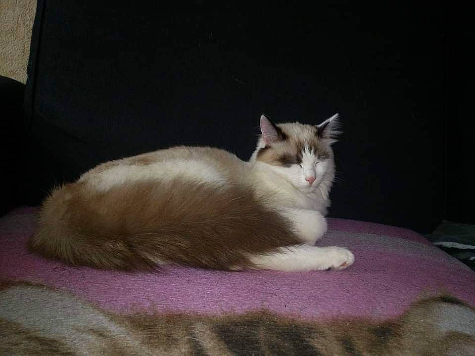 Fiona participe au concours pour gagner de l'argent avec cette photo : balinese, bed, carnivore, cat, cat_supply, claw, comfort, domestic_short_haired_cat, fawn, felidae, fur, linens, nap, paw, sitting, small_to_medium_sized_cats, snout, tail, tonkinese, whiskers