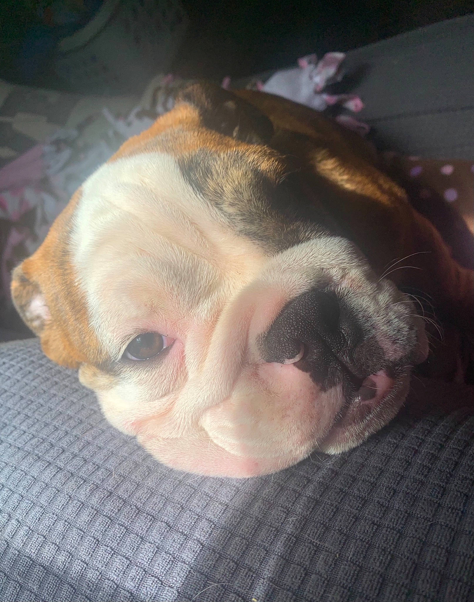 Rubble is registered to the contest to win money with this photo: canidae, carnivore, comfort, companion_dog, dog, dog_breed, ear, fawn, fur, jaw, nap, non_sporting_group, paw, snout, sporting_group, terrestrial_animal, toy_dog, whiskers, working_animal, wrinkle