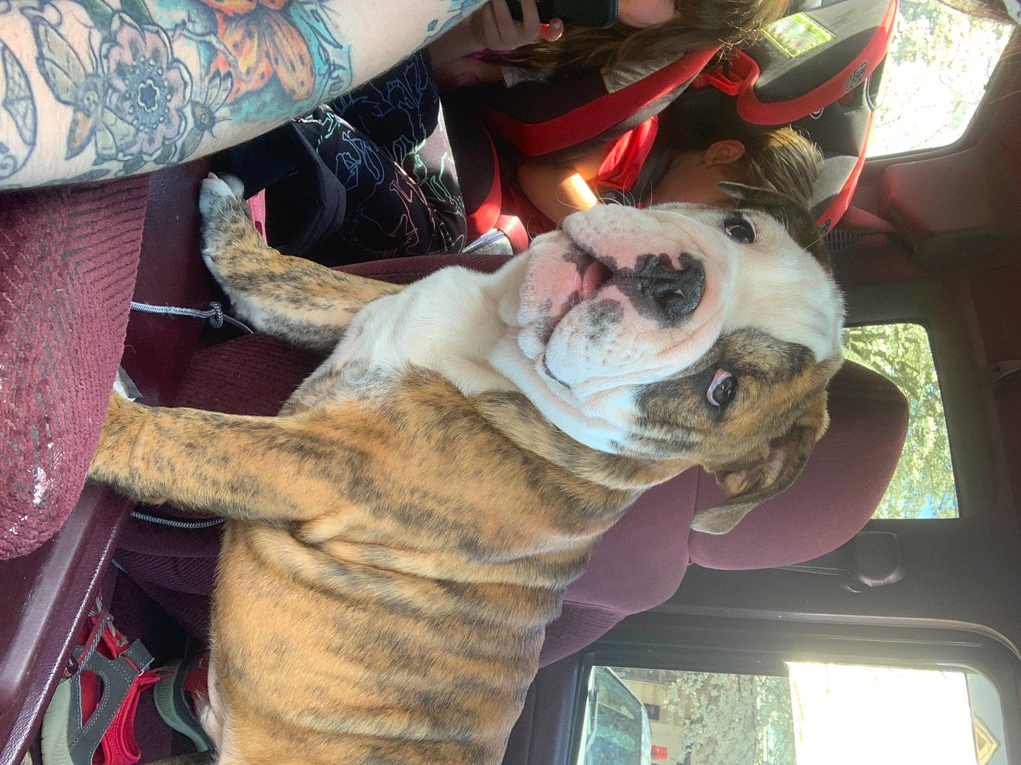 Rubble is registered to the contest to win money with this photo: bulldog, canidae, car_seat, carnivore, collar, comfort, companion_dog, dog, dog_breed, dog_collar, ear, fawn, fur, leash, selfie, snout, sporting_group, toy_dog, working_animal, wrinkle