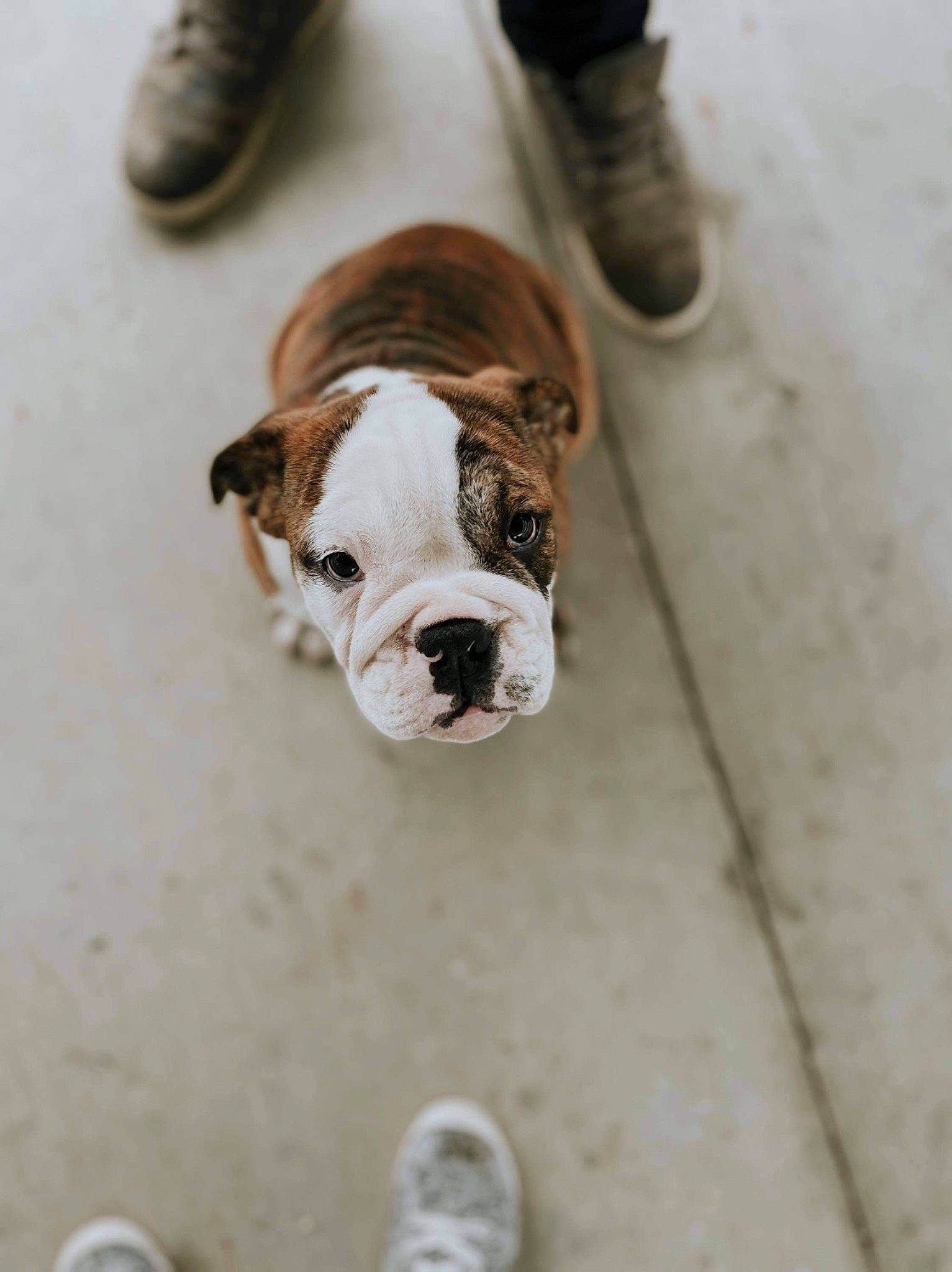 Rubble joined the competition — help win amazing prizes! bulldog, canidae, carnivore, companion_dog, dog, dog_breed, fawn, flooring, french_bulldog, fur, human_leg, leash, snout, sporting_group, toy_dog, whiskers, white, wood, working_animal, wrinkle