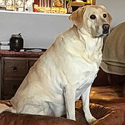 Annie is registered to the contest to win money with this photo: animal, blanket, brown, calm, canine, companion, couch, cozy, dog, domestic, furniture, home, indoor, labrador, leather_couch, looking_away, pet, sitting, wooden_cabinet, yellow_labrador