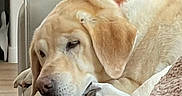 Annie is registered to the contest to win money with this photo: canine, closeup, comfort, cushion, dog, domestic_animal, ears, fur, furniture, golden_retriever, head, home, indoor, nose, paw, pet, quiet, relaxed, resting, sleeping