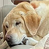 canine, closeup, comfort, cushion, dog, domestic_animal, ears, fur, furniture, golden_retriever, head, home, indoor, nose, paw, pet, quiet, relaxed, resting, sleeping