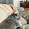 Annie is registered to the contest to win money with this photo: animal, canine, carpet, collar, companion, couch, cozy, dog, domestic_animal, friendship, fur, furniture, home, indoor, living_room, pet, relaxing, resting, sleeping, snuggling