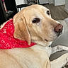 Annie joined the competition — help win amazing prizes! animal, bandana, canine, carpet, close_up, couch, dog, ears, floor, furniture, heart_pattern, indoor, labrador, living_room, paw, pet, portrait, red_bandana, relaxed, yellow_labrador