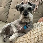 Beau is registered to the contest to win money with this photo: dog, schnauzer, pet, couch, leather, pillow, indoor, relaxed, beige, fur, collar, tag, paw, snout, ears, animal, domestic, companion, resting, cozy