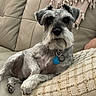 dog, schnauzer, pet, couch, leather, pillow, indoor, relaxed, beige, fur, collar, tag, paw, snout, ears, animal, domestic, companion, resting, cozy