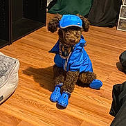 Kanye Westley is registered to the contest to win money with this photo: dog, puppy, brown_fur, blue_jacket, blue_hat, booties, crocs, wood_floor, indoor, pet_bed, collar, chain, sitting, cute, portrait, storage_drawer, shelf, fabric_curtain, accessory, fashion