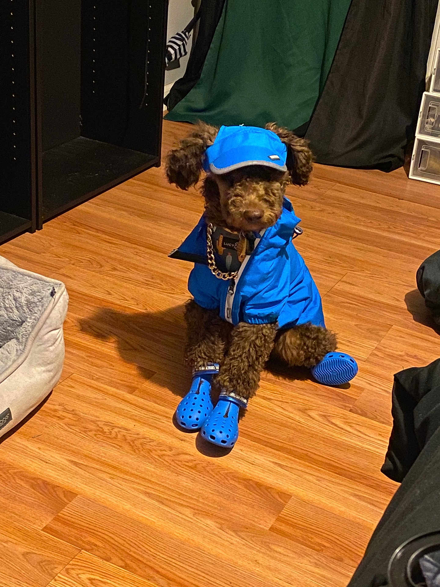 Kanye Westley is registered to the contest to win money with this photo: dog, puppy, brown_fur, blue_jacket, blue_hat, booties, crocs, wood_floor, indoor, pet_bed, collar, chain, sitting, cute, portrait, storage_drawer, shelf, fabric_curtain, accessory, fashion