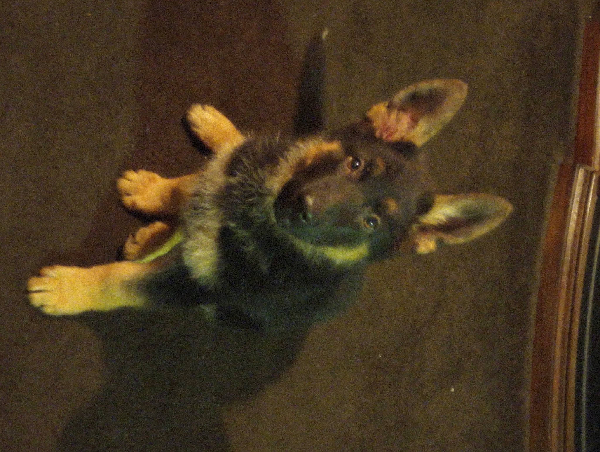 Mandy joined the competition — help win amazing prizes! ancient_dog_breeds, canis, carnivore, companion_dog, dog, dog_breed, dog_toy, ear, fur, paw, sporting_group, tail, terrestrial_animal, whiskers, working_animal, working_dog