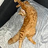 Roucki a rejoint le concours — aidez-le/la à gagner de superbes lots ! cat, ginger_cat, stretching, feline, pet, indoor, blanket, soft_texture, relaxation, couch, fur, whiskers, tail, paw, cozy, sleepy, orange_fur, domestic_animal, cute, animal