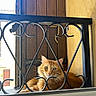 Roucki participe au concours pour gagner de l'argent avec cette photo : cat, orange_cat, fluffy, wrought_iron, window, windowsill, wooden_shutter, yellow_wall, pet, animal, resting, indoors, sunlight, green_eyes, feline, calm, closeup, portrait, relaxed, curled_up
