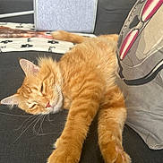 Roucki participe au concours pour gagner de l'argent avec cette photo : cat, orange_tabby, sleeping, couch, pillow, indoor, pet, feline, relaxed, fur, whiskers, closeup, domestic_cat, home, resting, cozy, soft, cute, animal, nap