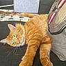 cat, orange_tabby, sleeping, couch, pillow, indoor, pet, feline, relaxed, fur, whiskers, closeup, domestic_cat, home, resting, cozy, soft, cute, animal, nap