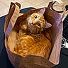 cat, ginger_cat, paper_bag, curled_up, indoor, floor_tiles, pet, cozy, looking_up, whiskers, ears, tail, fur, domestic_animal, home, household_items, curiosity, relaxation, cute, animal