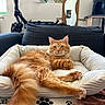 cat, orange_tabby, pet_bed, indoor, furniture, blanket, paw_print, couch, mirror, painting, relaxed, fluffy_tail, looking_at_camera, cozy, domestic, animal, fur, whiskers, ears, resting