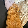 cat, orange_cat, fluffy, sleeping, relaxed, pillow, blanket, couch, indoor, pet, fur, cute, cozy, resting, animal, domestic_cat, whiskers, ears, paw, soft