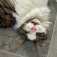 Gus is registered to the contest to win money with this photo: cat, fluffy, upside_down, tile_floor, mouth_open, pink_nose, whiskers, curious, pet, animal, fur, close_up, indoor, one_eye_open, playful, cute, tabby, white_fur, relaxed, small_teeth